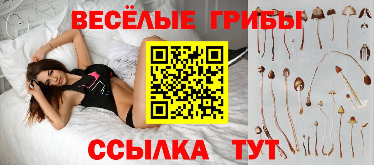 Псилоцибиновые грибы Psilocybine cubensis Коркино